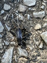 Velarifictorus micado