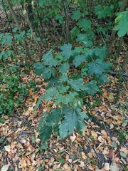 Acer pseudoplatanus