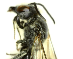 Lasioglossum coriaceum
