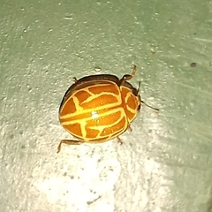 Neocalvia anastomozans