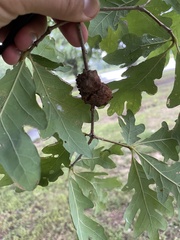 Callirhytis seminator