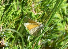 Isturgia limbaria