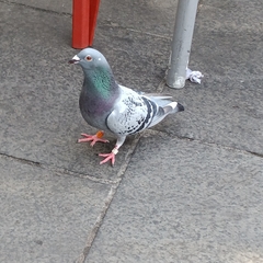 Columba livia domestica
