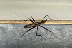 Telostylinus lineolatus