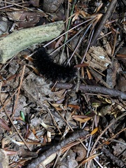 Hypercompe scribonia