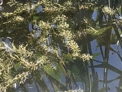 Lagarosiphon major
