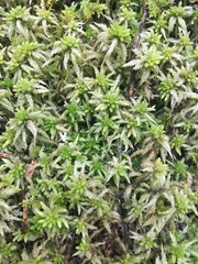 Sphagnum palustre