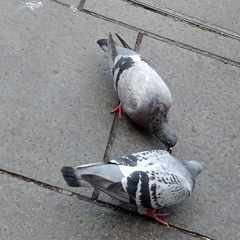 Columba livia domestica