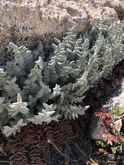 Pellaea bridgesii