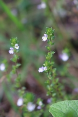 Euphrasia stricta