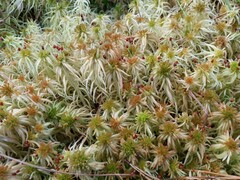 Sphagnum palustre