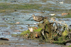 Limnodromus scolopaceus