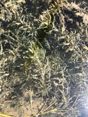 Lagarosiphon major