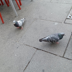 Columba livia domestica