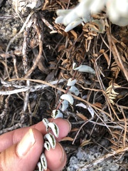 Pellaea bridgesii
