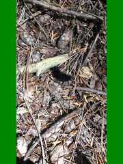 Hypercompe scribonia