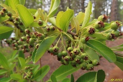 Pyracantha coccinea