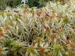 Sphagnum palustre