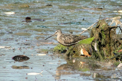Limnodromus scolopaceus