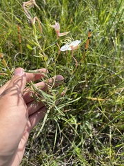 Oenothera nuttallii