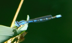 Enallagma praevarum