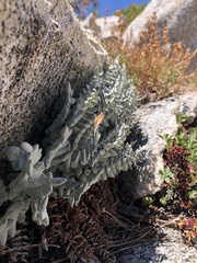 Pellaea bridgesii
