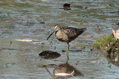 Limnodromus scolopaceus