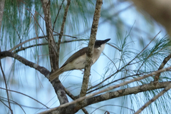 Pachycephala phaionota