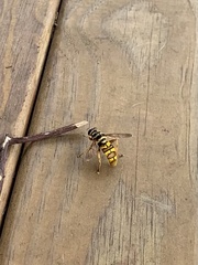 Milesia virginiensis