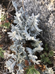 Pellaea bridgesii