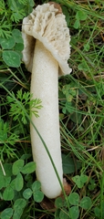 Phallus
