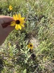 Helianthus pauciflorus