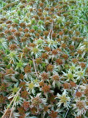 Sphagnum palustre