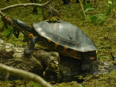 Deirochelyinae