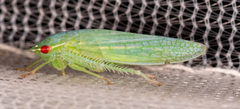 Gyponana