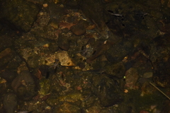 Cobitis paludica
