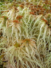 Sphagnum palustre