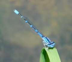 Enallagma praevarum