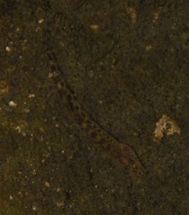 Cobitis paludica
