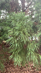 Cryptomeria japonica