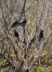 Chrysomus ruficapillus