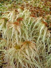 Sphagnum palustre