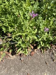 Centaurea nigrescens