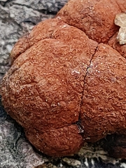 Hypoxylon fragiforme