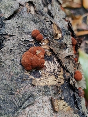 Hypoxylon fragiforme