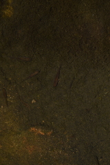 Cobitis paludica