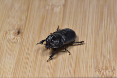 Trichogomphus mongol