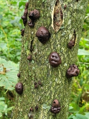 Daldinia childiae