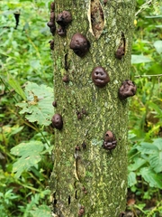 Daldinia childiae