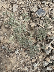 Lomatium cuspidatum